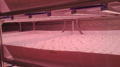 ビルの空き部屋で野菜を作ってみませんか?