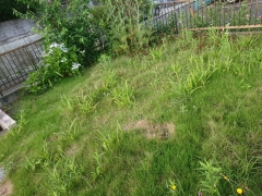 夏の雑草対策は万全ですか?